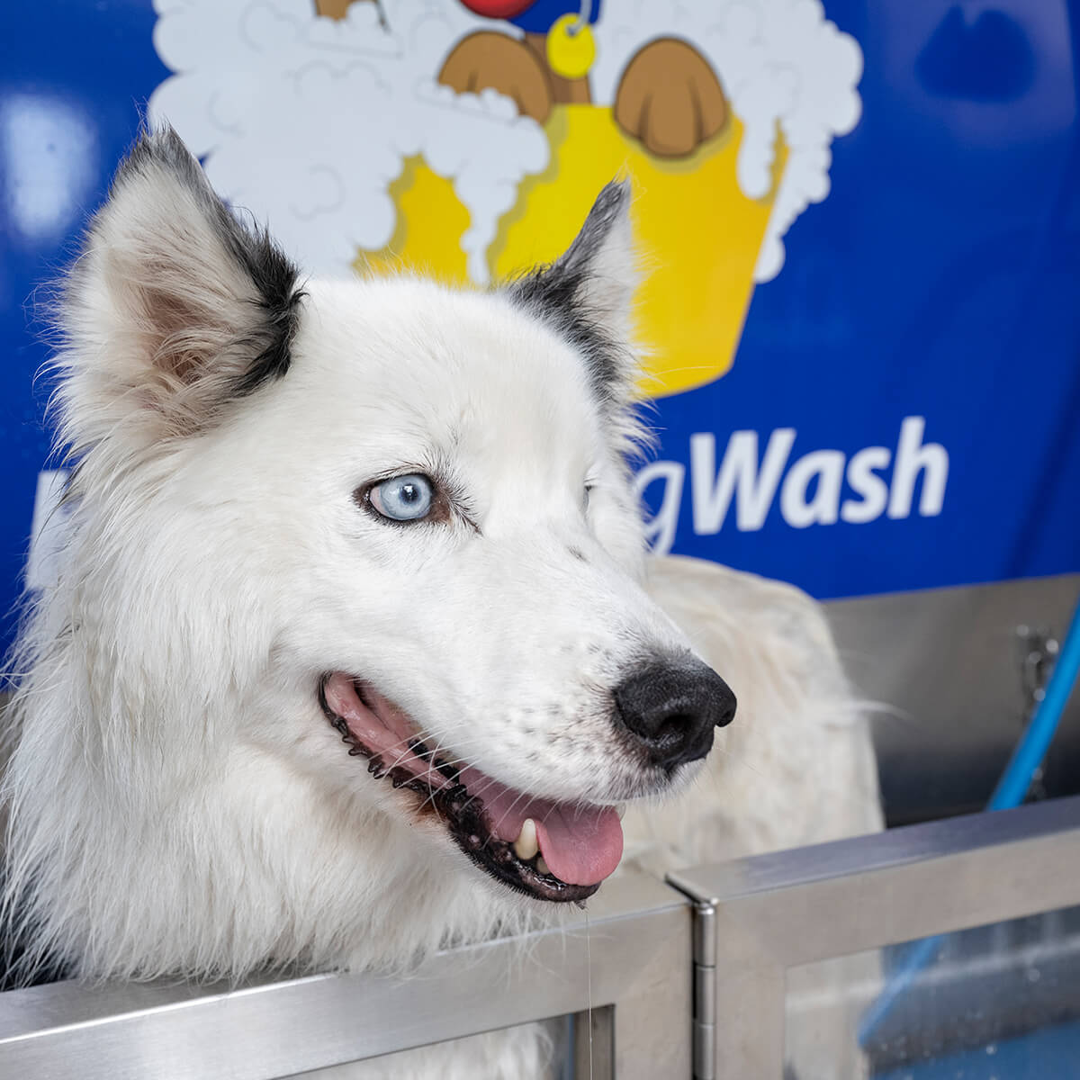 HappyDogWash - wash, dry and pamper your pooch in a fun friendly environment